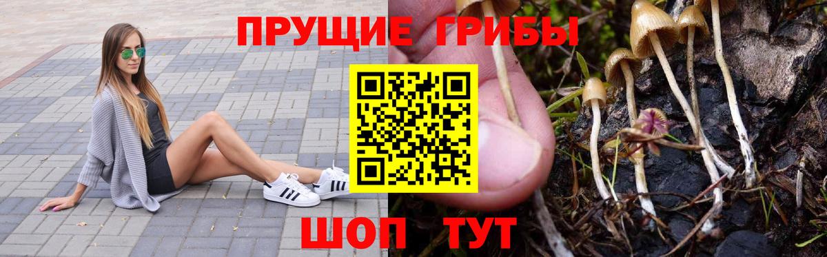 Псилоцибиновые грибы Psilocybe Борзя